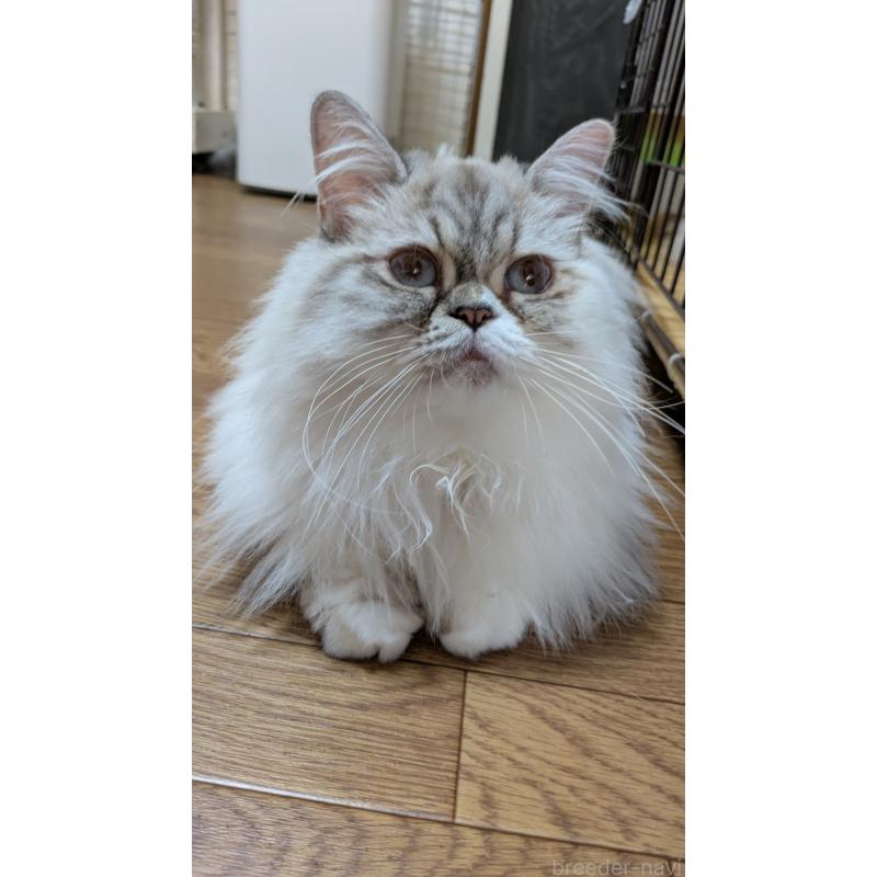 販売中の大阪府のミヌエット-81309の4枚目