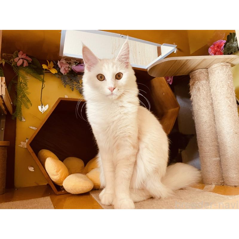 販売中の京都府のメインクーン-115104