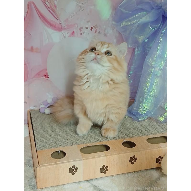 販売中の千葉県のマンチカン(短足)-124034の8枚目