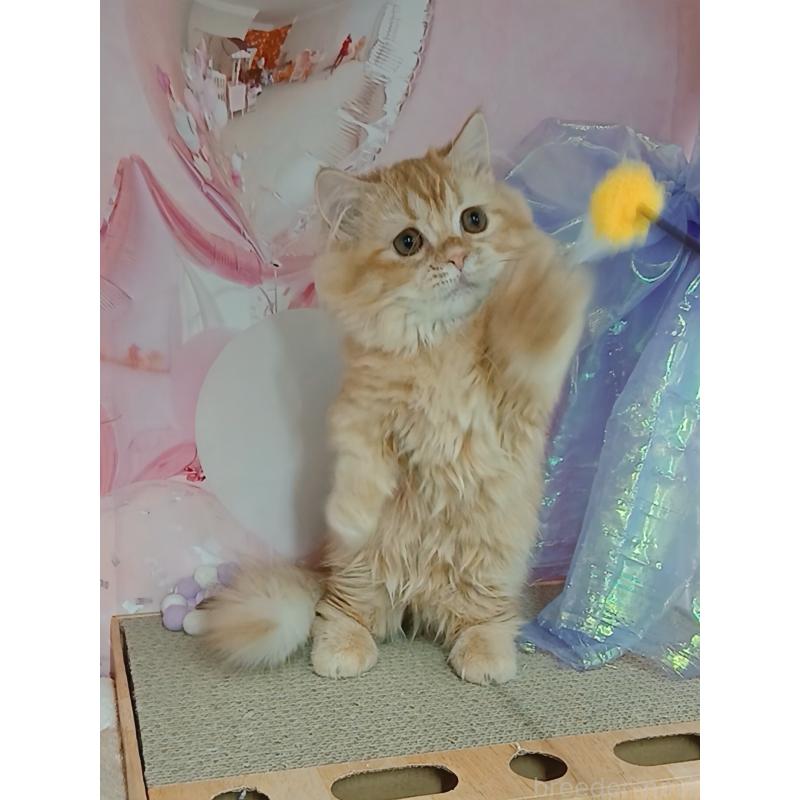 販売中の千葉県のマンチカン(短足)-124034の7枚目