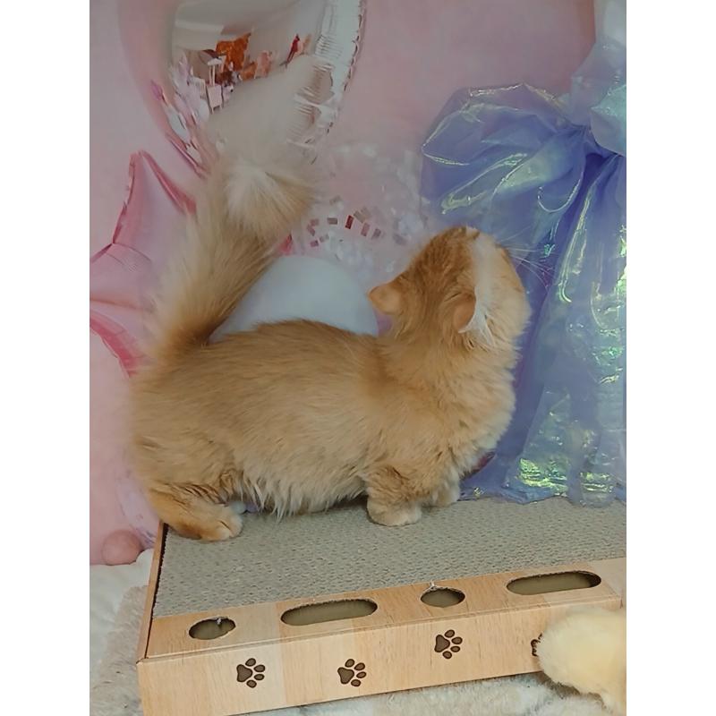 販売中の千葉県のマンチカン(短足)-124034の6枚目