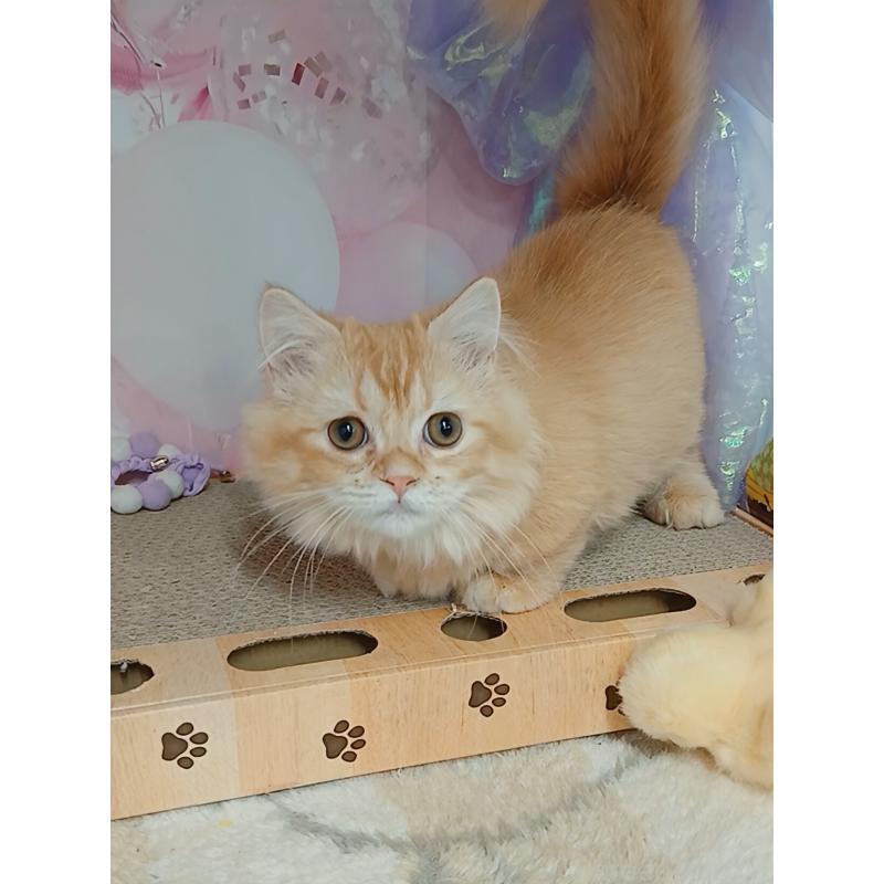 販売中の千葉県のマンチカン(短足)-124034の5枚目