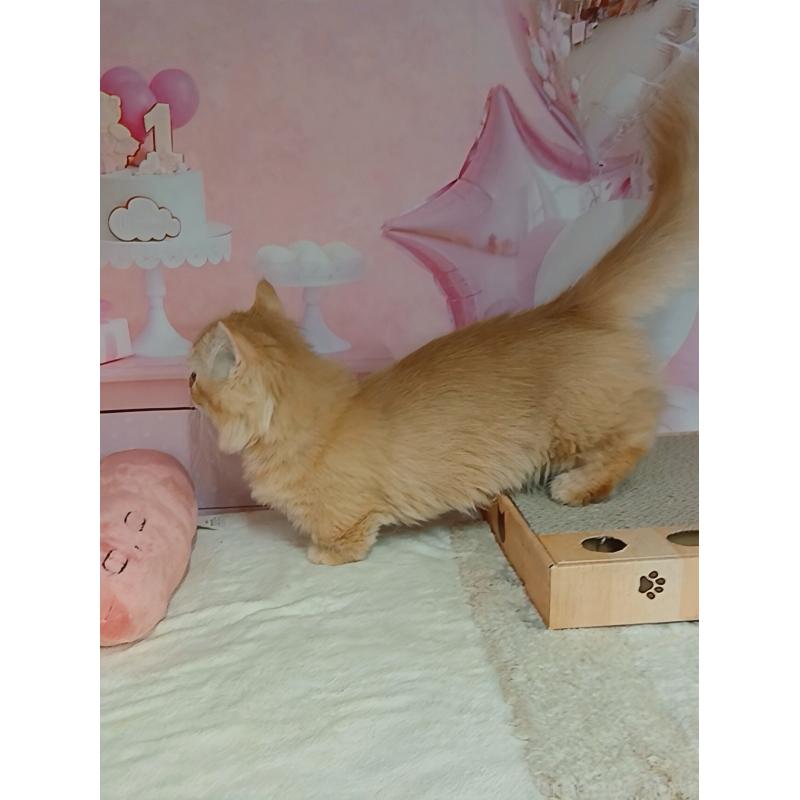 販売中の千葉県のマンチカン(短足)-124034の4枚目