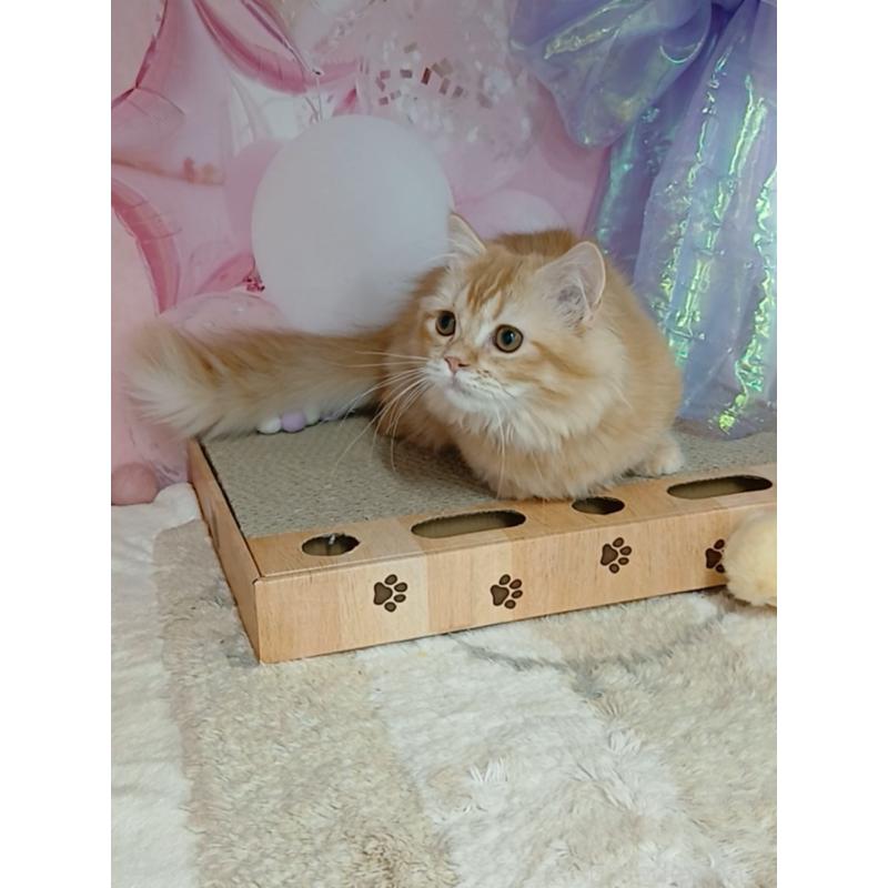 販売中の千葉県のマンチカン(短足)-124034の3枚目