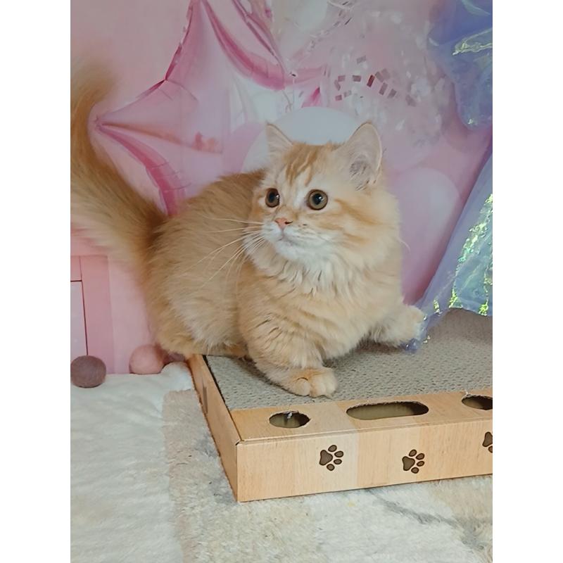 販売中の千葉県のマンチカン(短足)-124034の2枚目