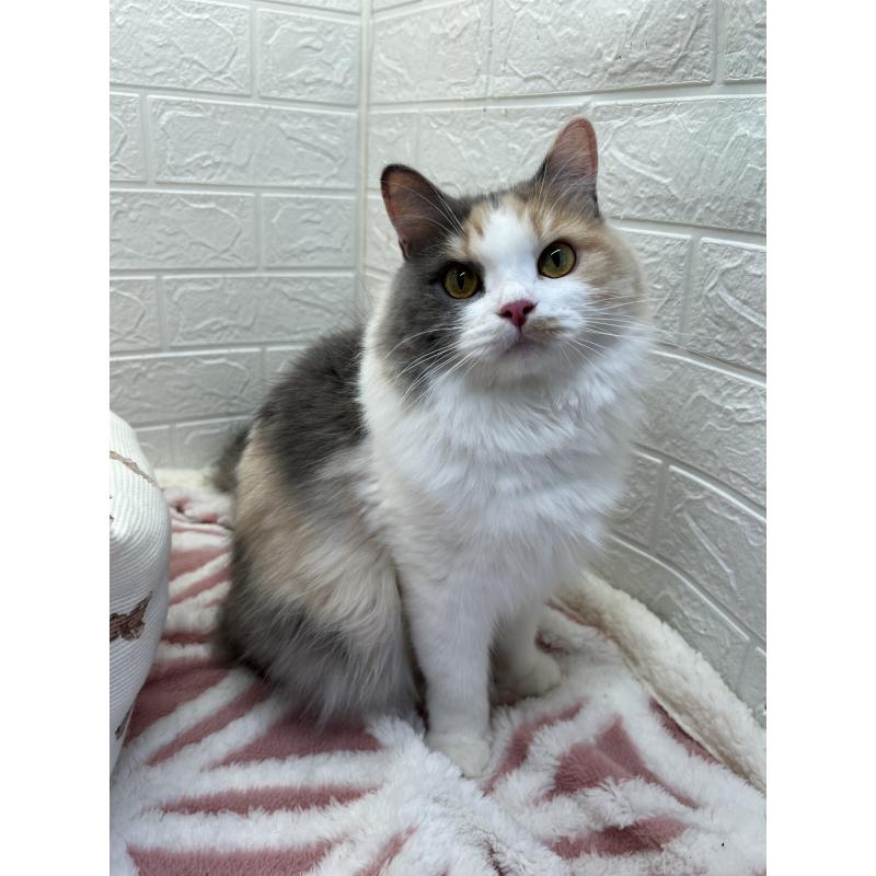 キャリーちゃん1枚目