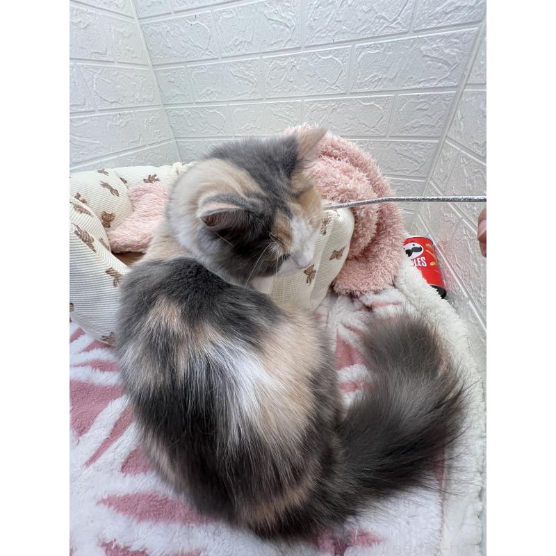 キャリーちゃん1枚目