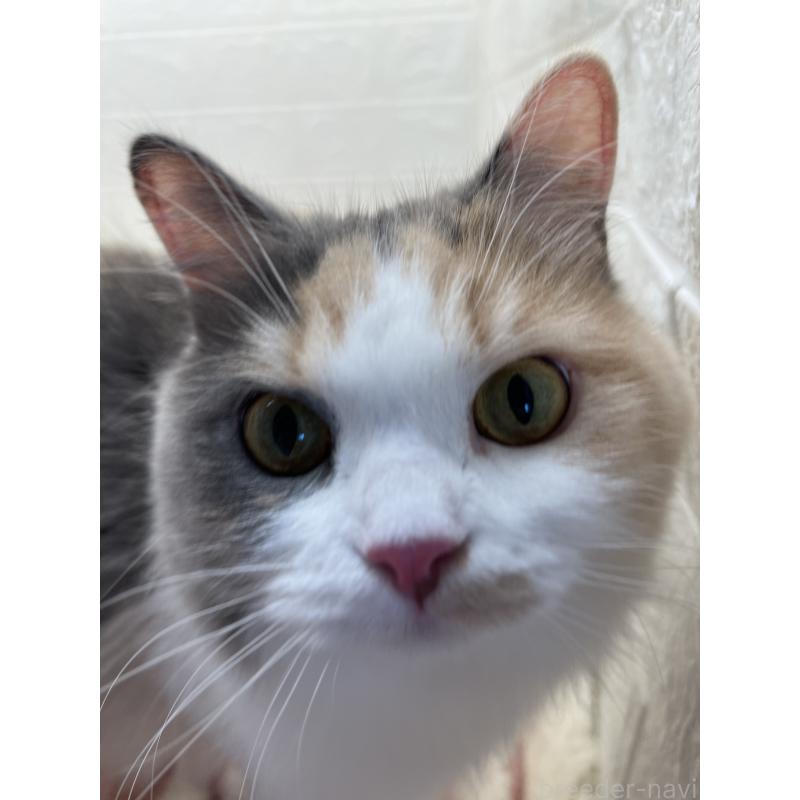 キャリーちゃん1枚目