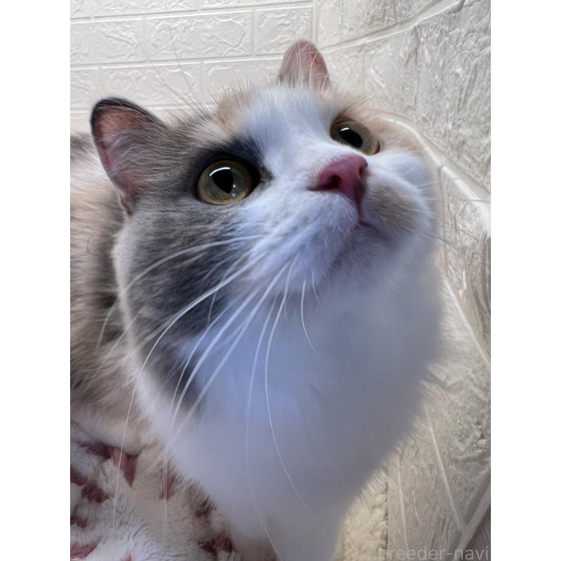 キャリーちゃん1枚目