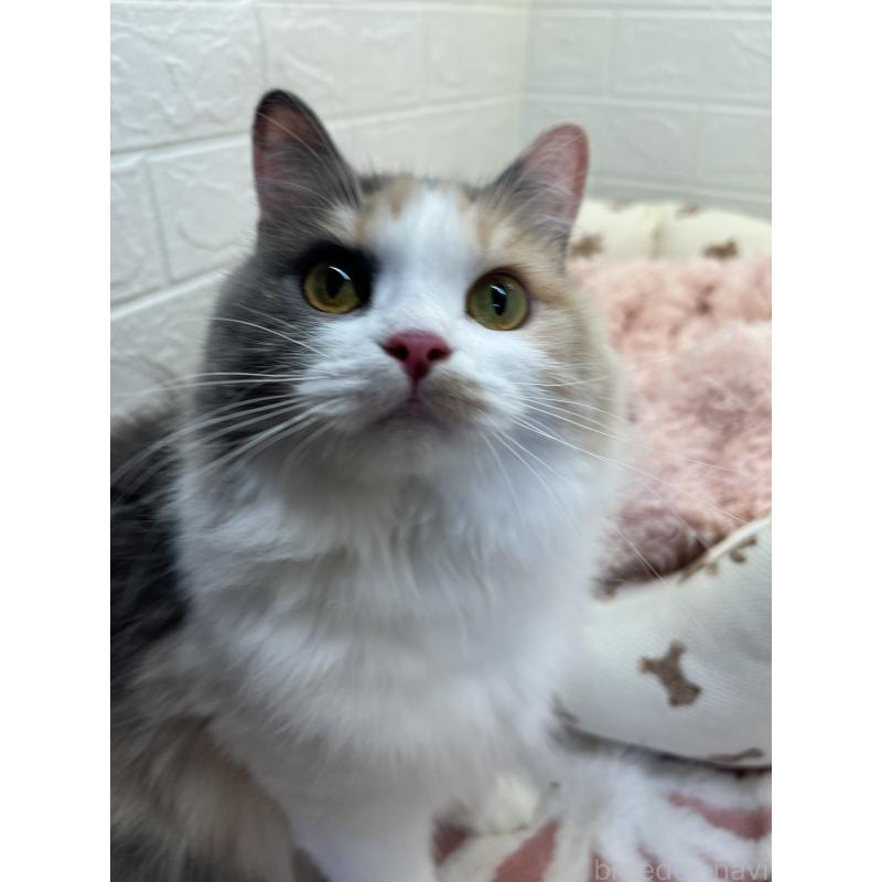 キャリーちゃん1枚目