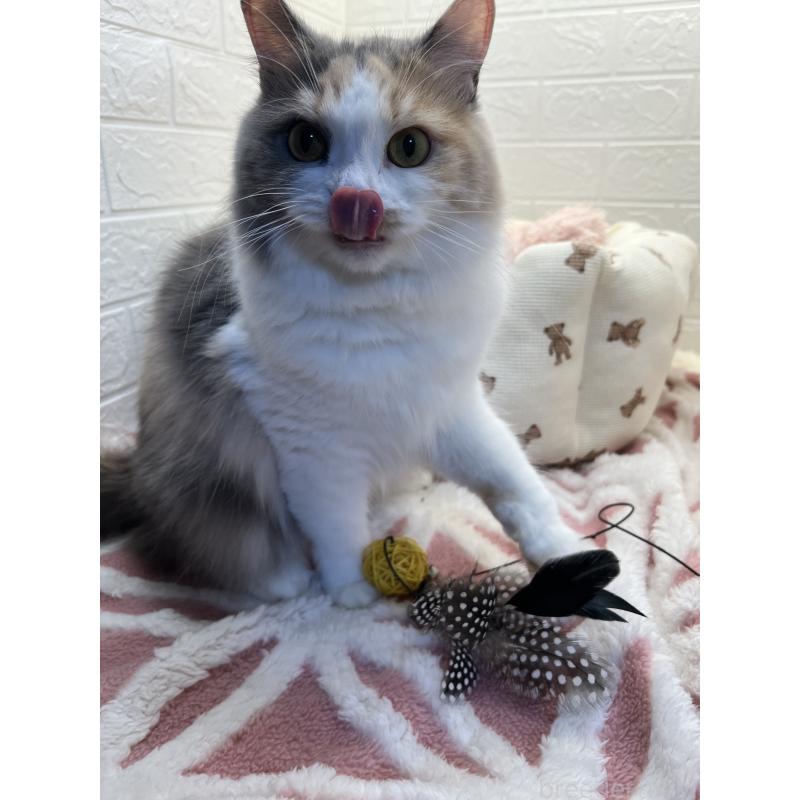 キャリーちゃん1枚目