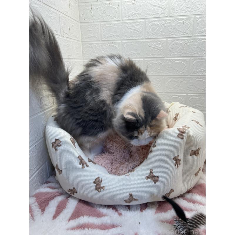 キャリーちゃん1枚目