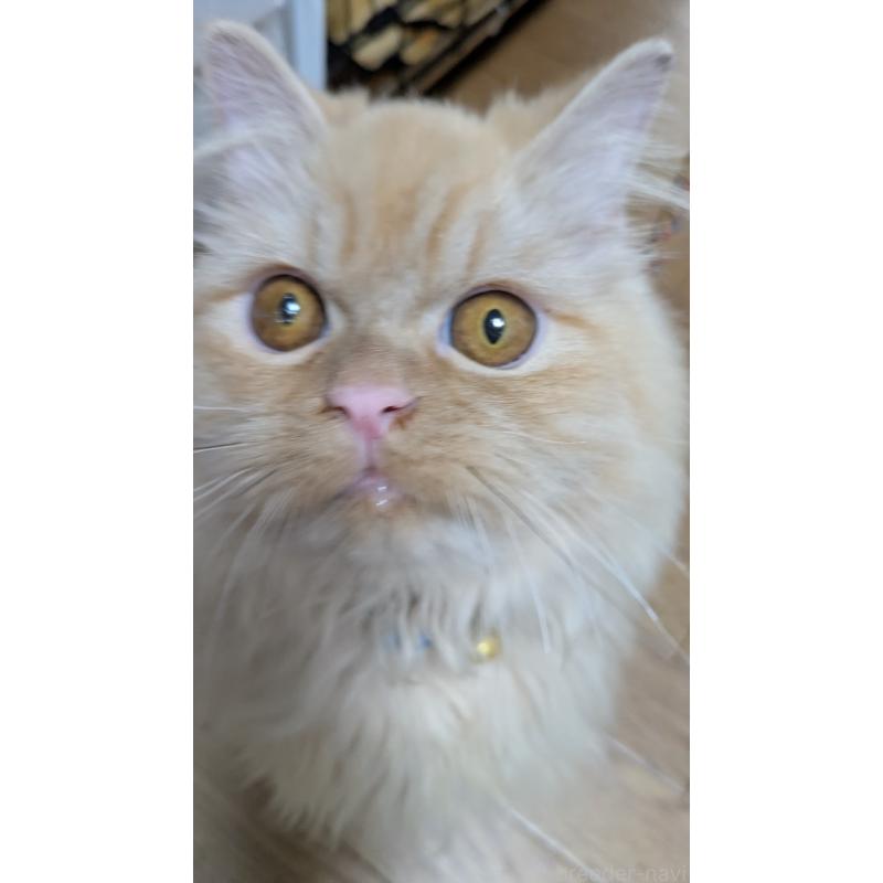 販売中の大阪府のミヌエット-120053の11枚目