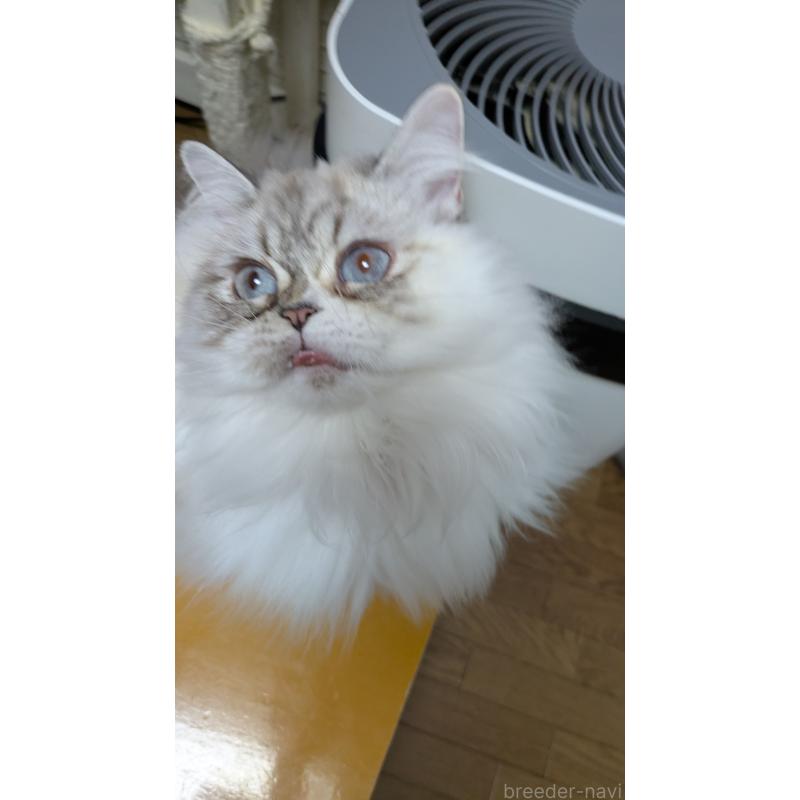 販売中の大阪府のミヌエット-81309の1枚目