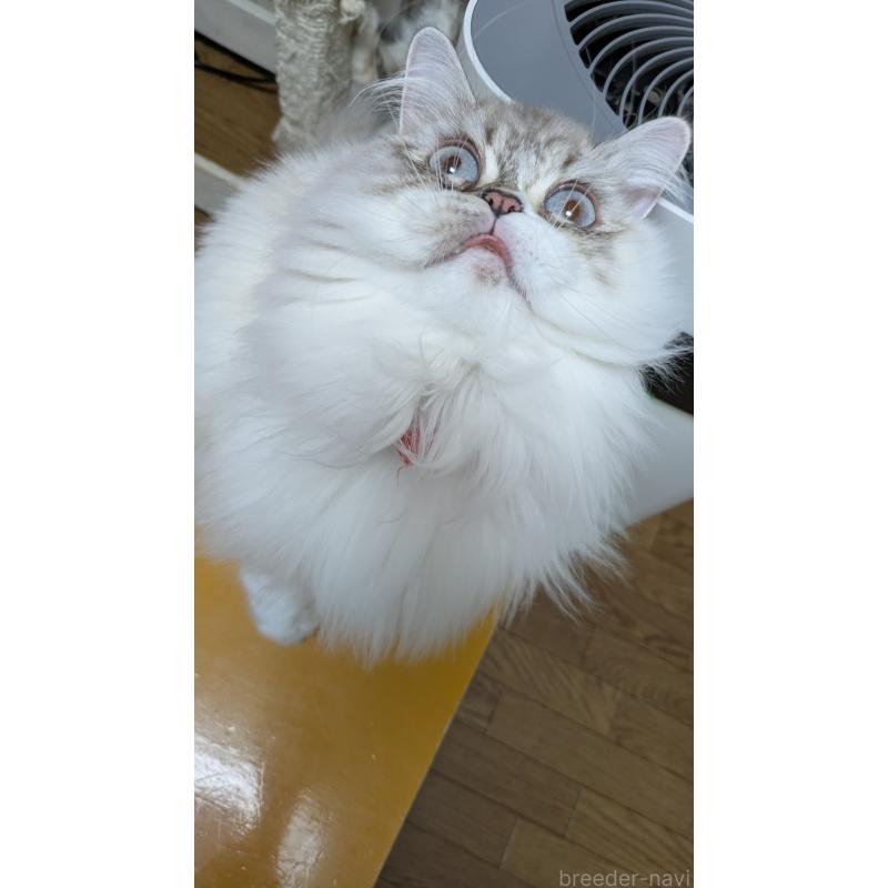 販売中の大阪府のミヌエット-81309の3枚目