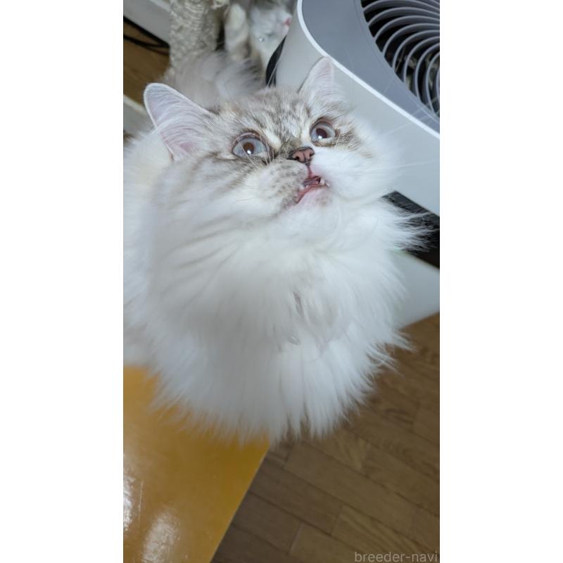 販売中の大阪府のミヌエット-81309の2枚目