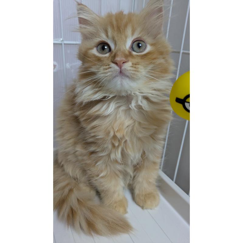 販売中の大阪府のミヌエット-128995