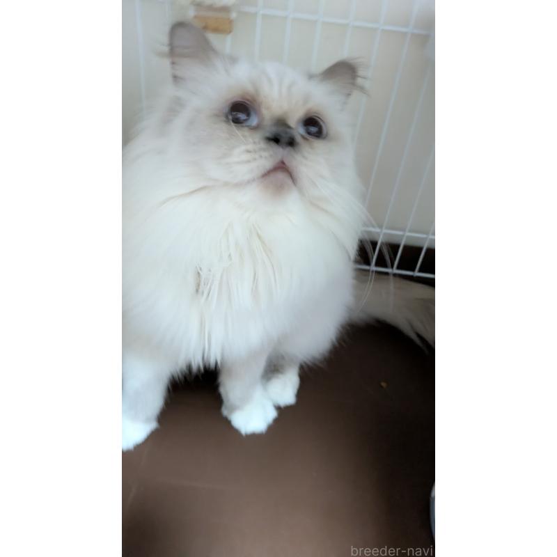 販売中の大阪府のミヌエット-126295