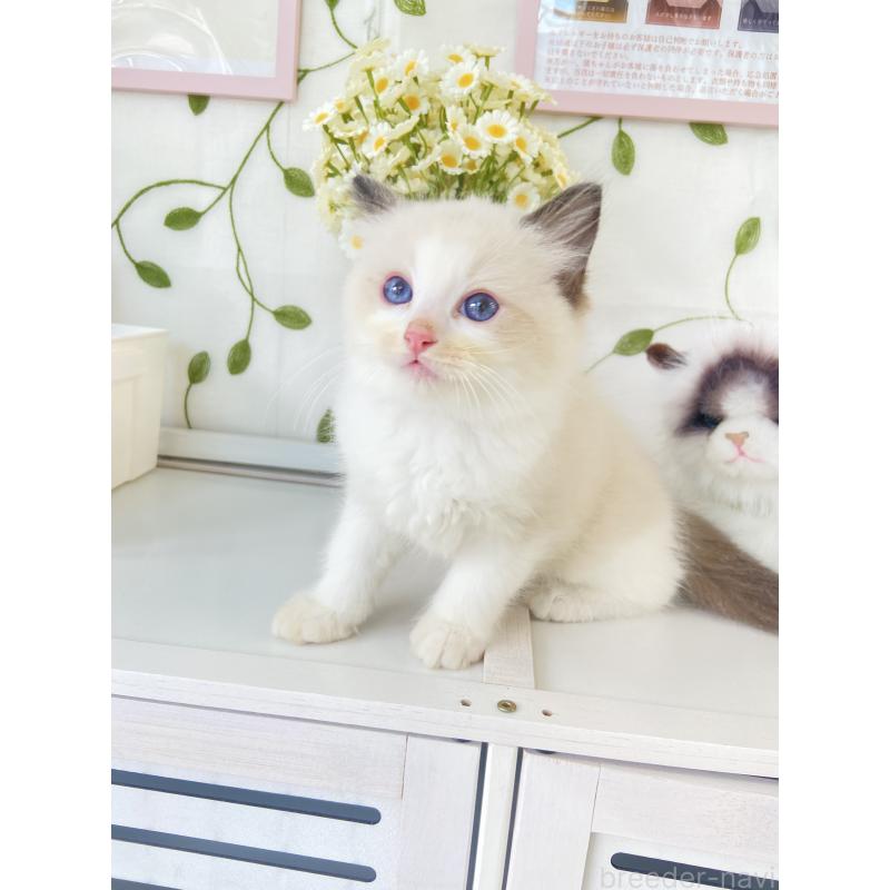 販売中の大阪府のラグドール-130343の5枚目