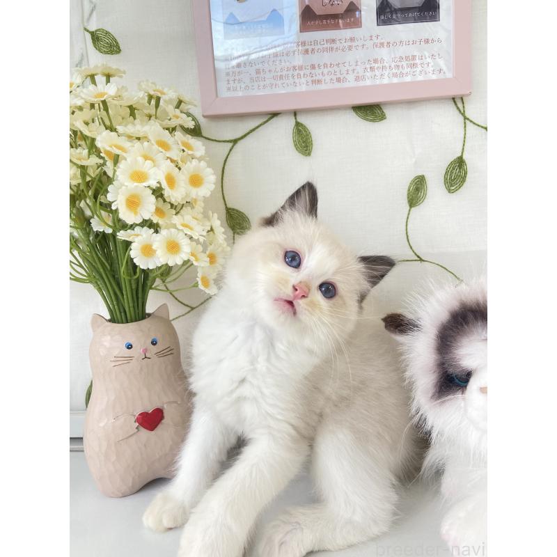 販売中の大阪府のラグドール-130343の4枚目