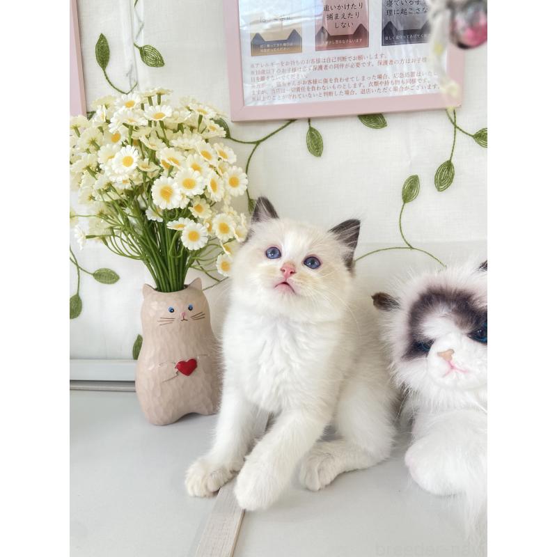 販売中の大阪府のラグドール-130343の3枚目