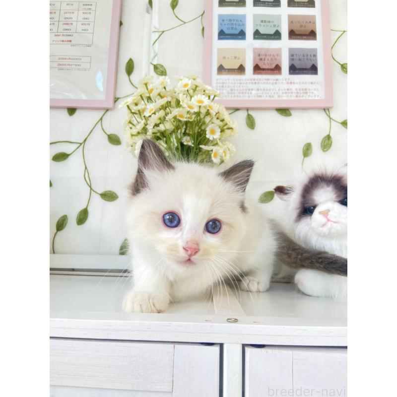 販売中の大阪府のラグドール-130343の2枚目