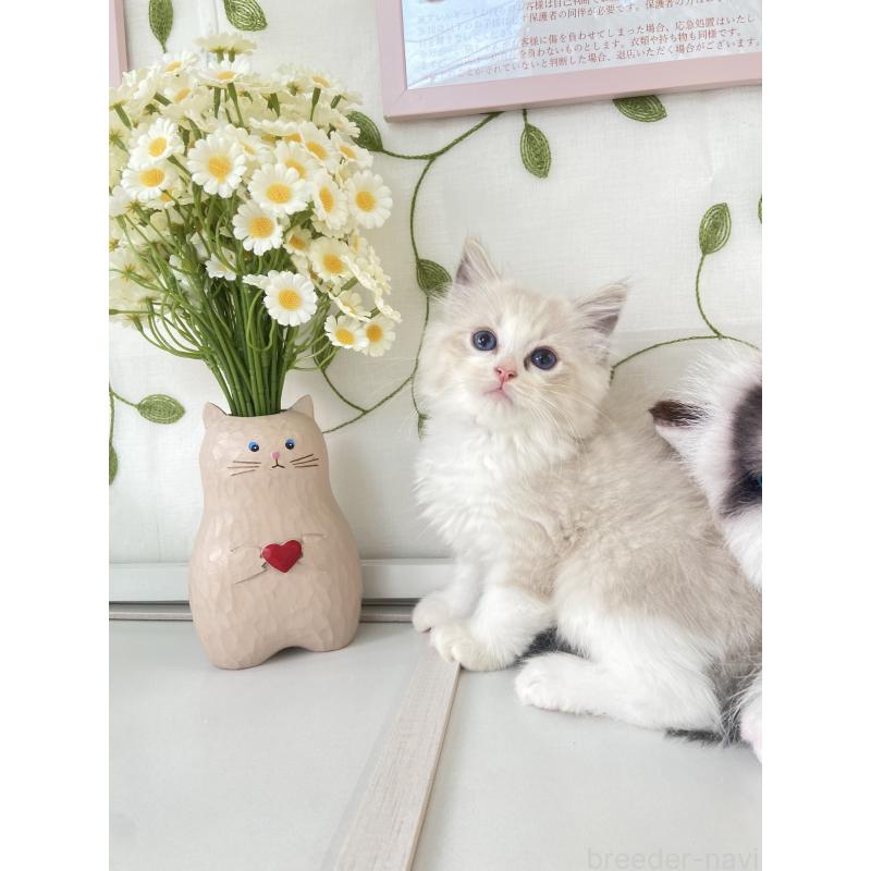 販売中の大阪府のラグドール-130344の4枚目