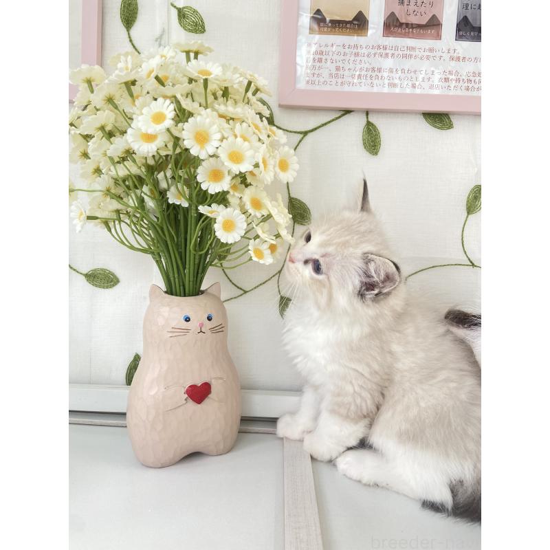 販売中の大阪府のラグドール-130344の3枚目