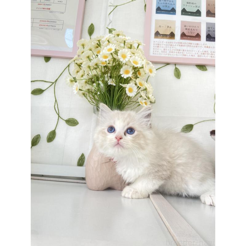 販売中の大阪府のラグドール-130344の2枚目