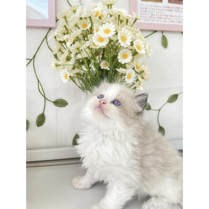 販売中の大阪府のラグドール-130345の5枚目