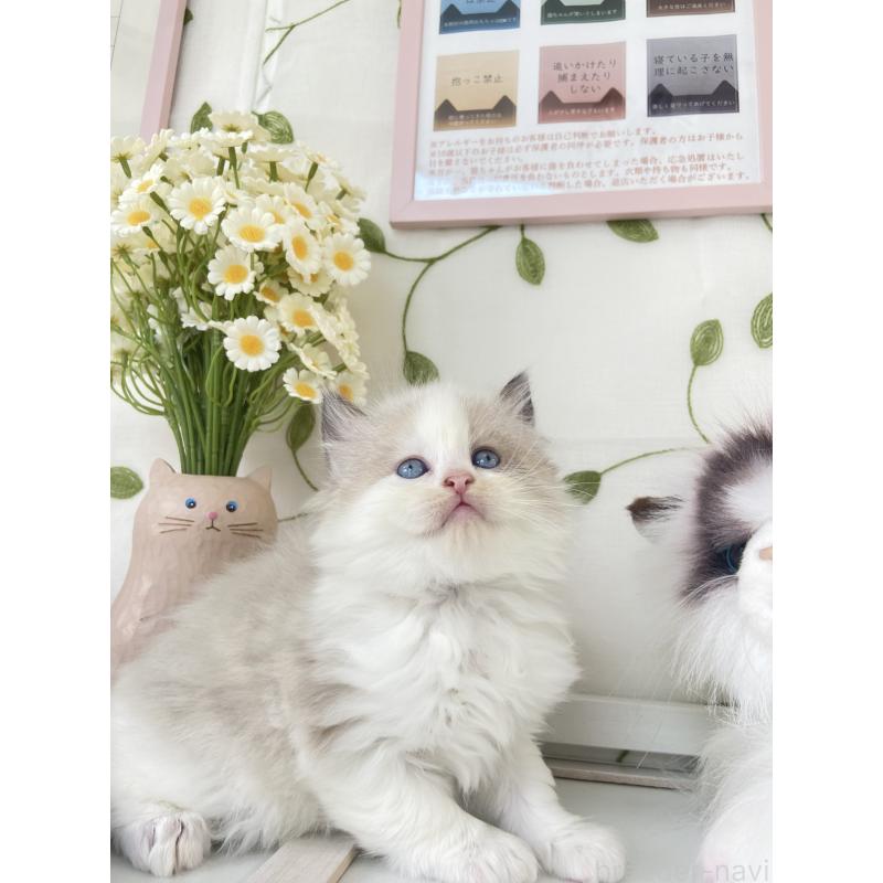 販売中の大阪府のラグドール-130345の2枚目