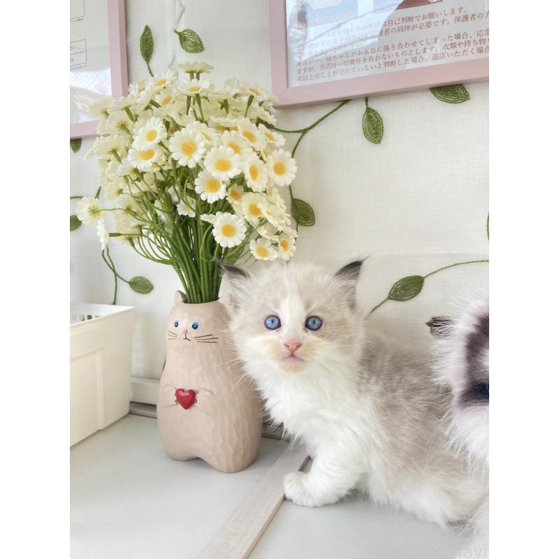 販売中の大阪府のラグドール-130346の3枚目