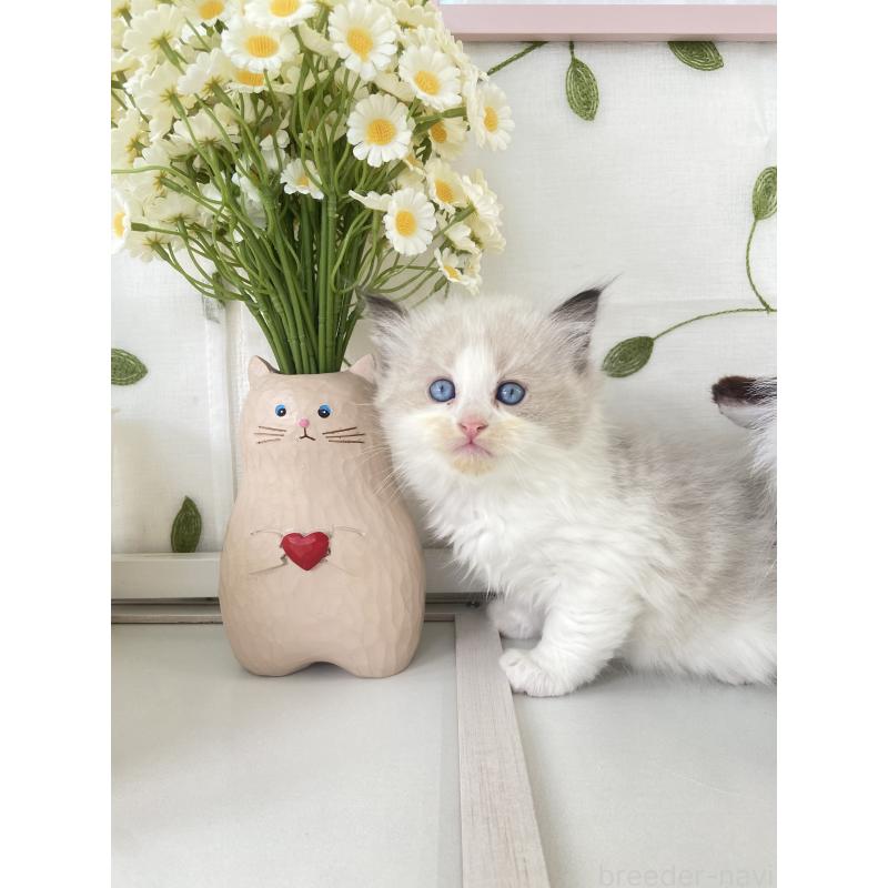 販売中の大阪府のラグドール-130346の2枚目