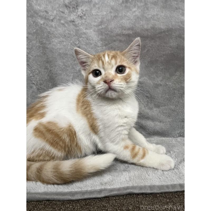 販売中の兵庫県のマンチカン-130347の1枚目