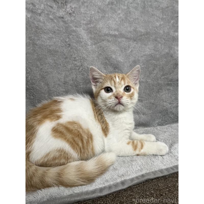 販売中の兵庫県のマンチカン-130347の8枚目