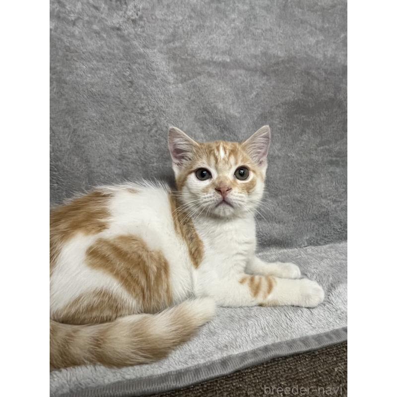 販売中の兵庫県のマンチカン-130347の7枚目