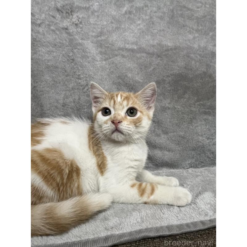 販売中の兵庫県のマンチカン-130347の6枚目