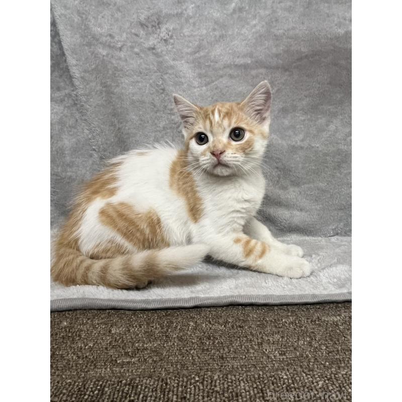 販売中の兵庫県のマンチカン-130347の4枚目