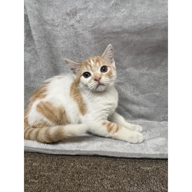 販売中の兵庫県のマンチカン-130347の2枚目