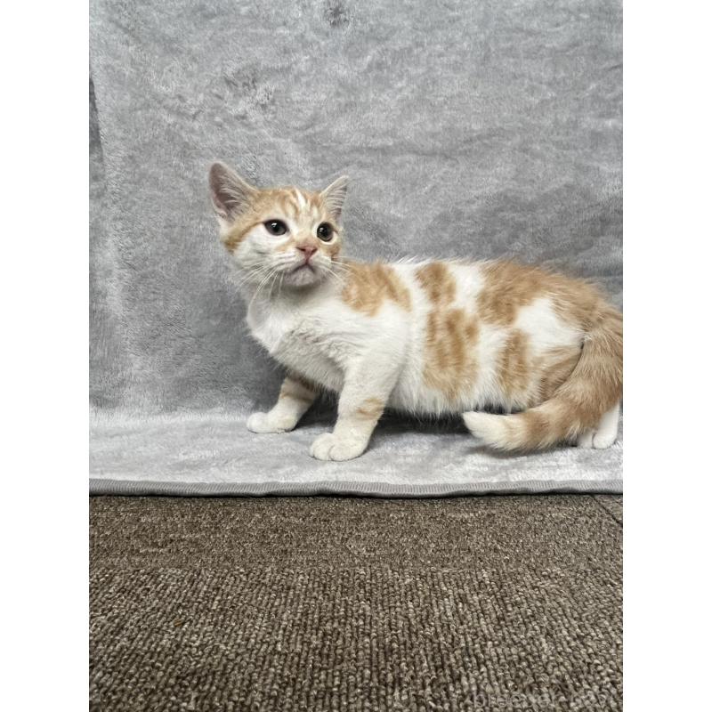 販売中の兵庫県のマンチカン-130347の3枚目