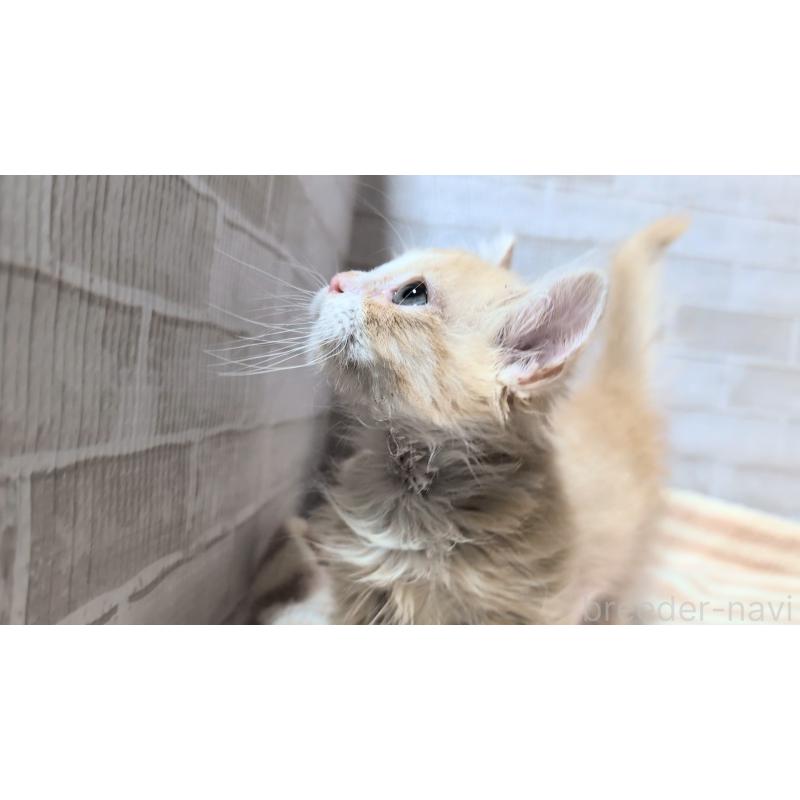 販売中の熊本県のマンチカン(短足)-129647の5枚目