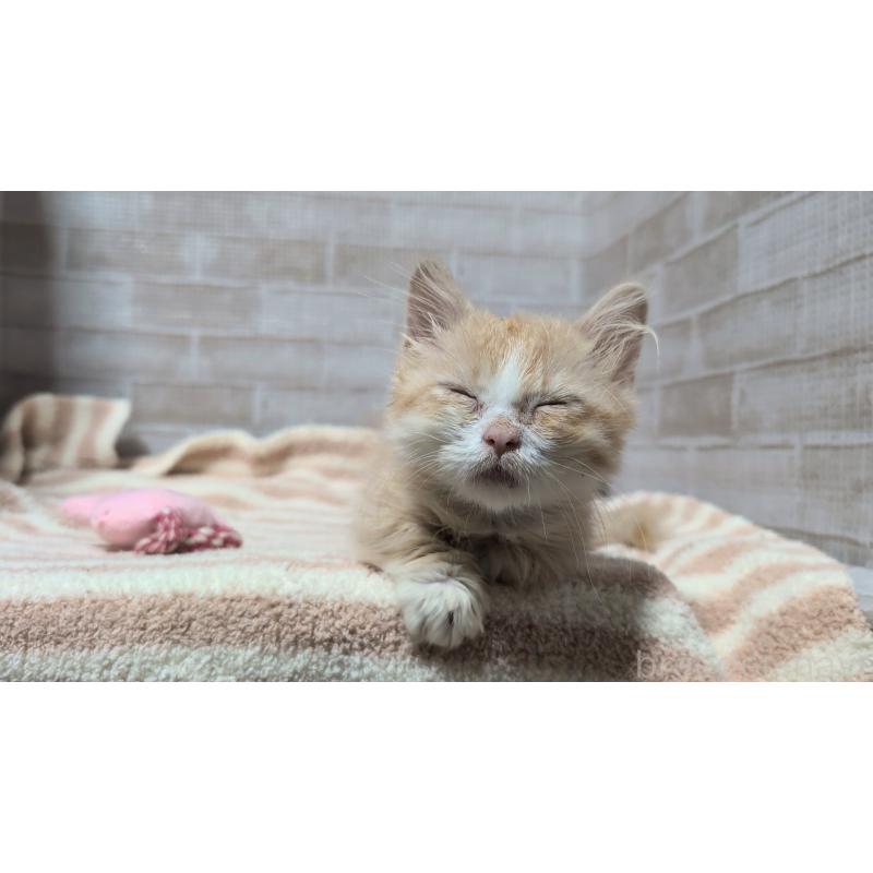 販売中の熊本県のマンチカン(短足)-129647の4枚目