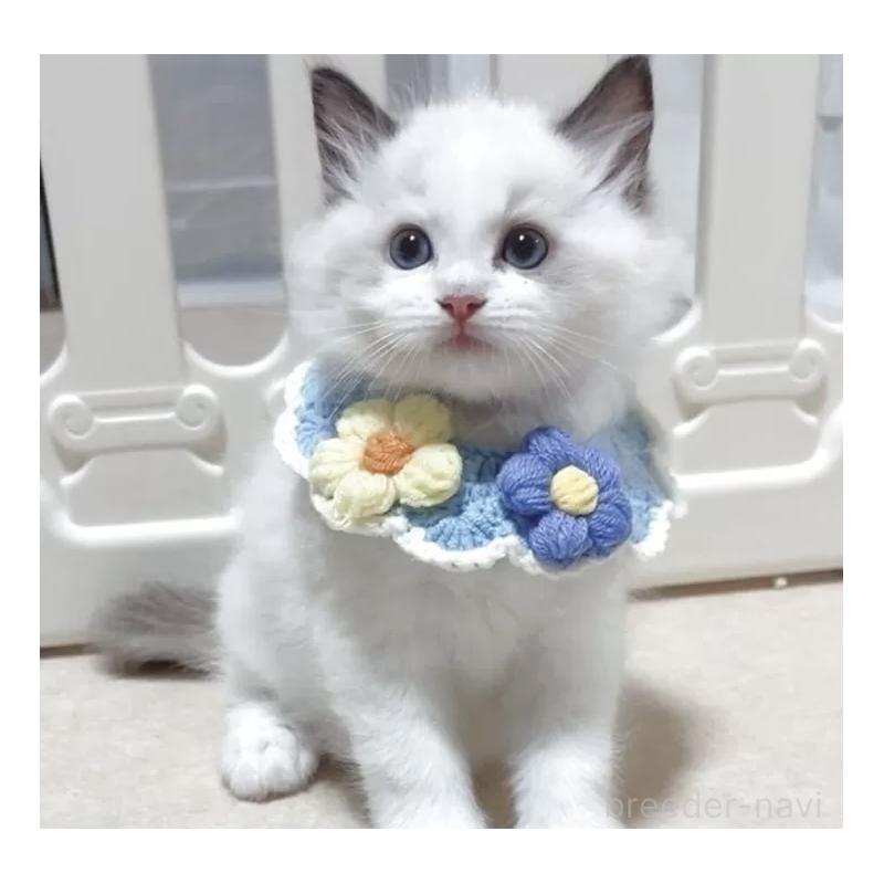 成約済ののラグドール-129384