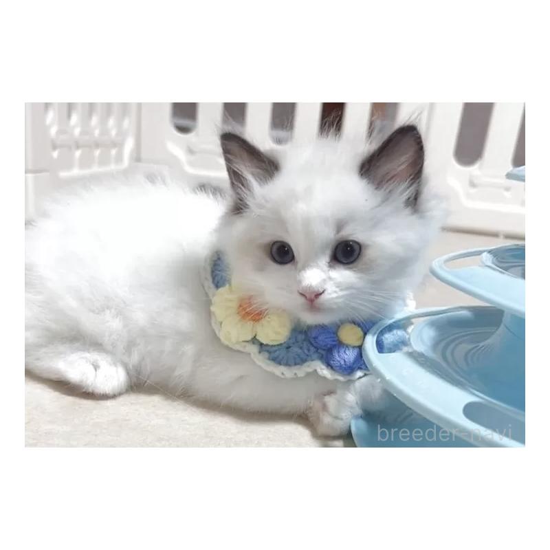 成約済の岐阜県のラグドール-129384の5枚目