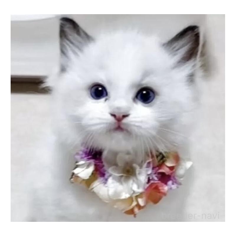 成約済の岐阜県のラグドール-129384の4枚目