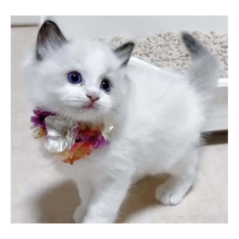 成約済の岐阜県のラグドール-129384の3枚目