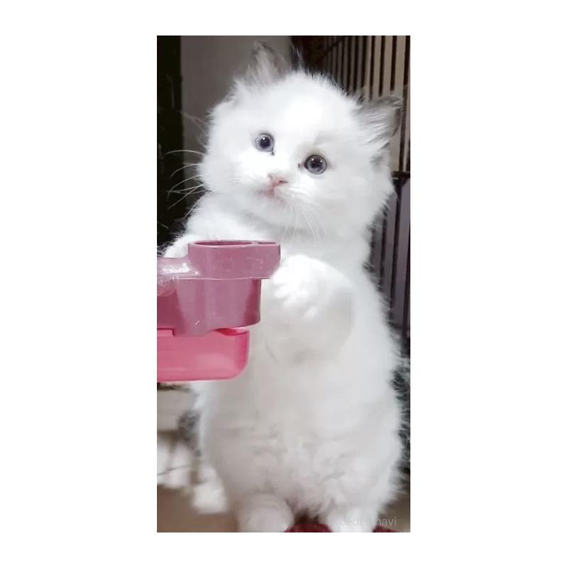 成約済の岐阜県のラグドール-129384の2枚目