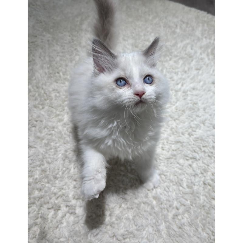 販売中の東京都のラグドール-128298の4枚目