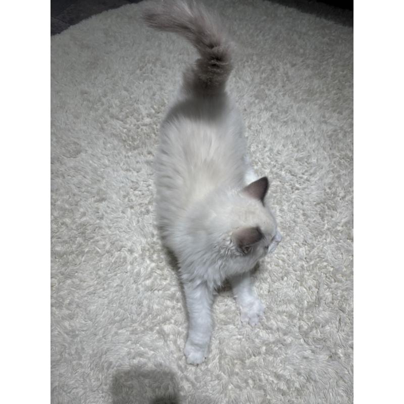 販売中の東京都のラグドール-128298の3枚目