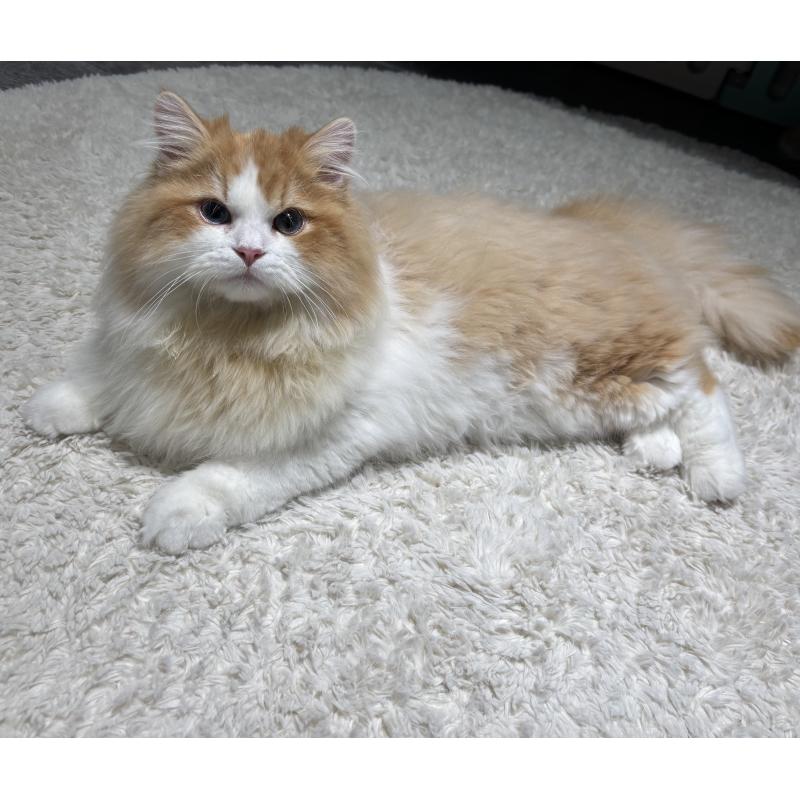 販売中の東京都のミヌエット-121886の5枚目